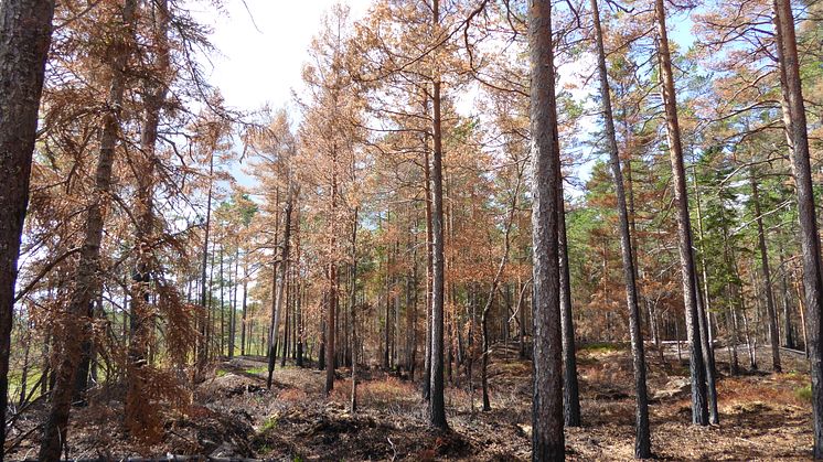 Bild från 2017 års bränning i naturreservatet brännan. Bilden är tagen 1 månad efter bränningen. 