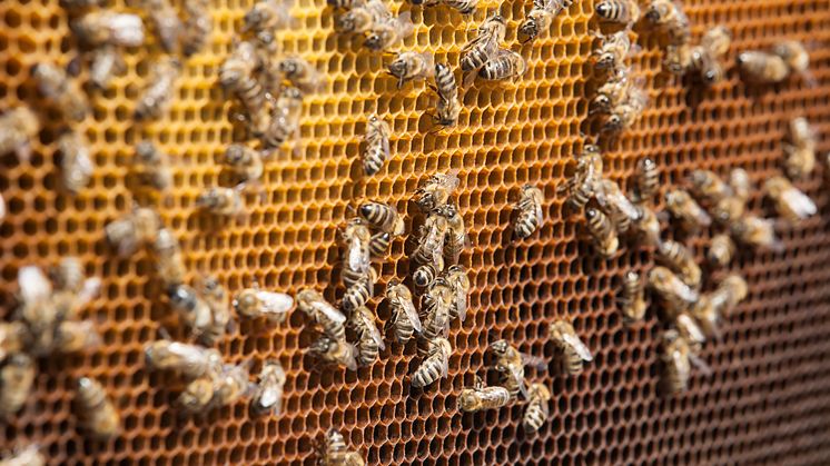 The latest buzz: 100,000 new jobs at Löfbergs