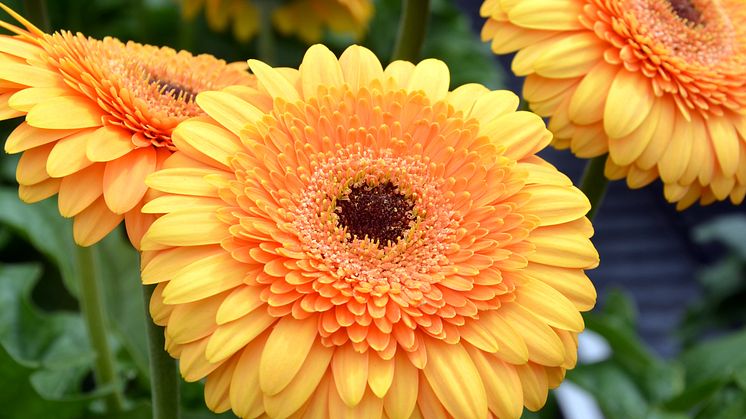 Patio Gerbera