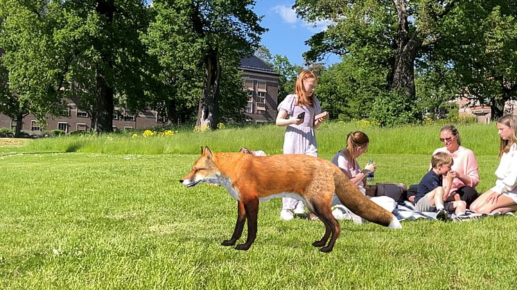 Mysteriet i parken - Picknick
