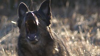 Hundbett inte lika med hundangrepp