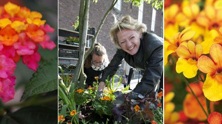 Ulla Hamilton (M): Sommarblommor för ett vackert, smyckat och tryggt Stockholm