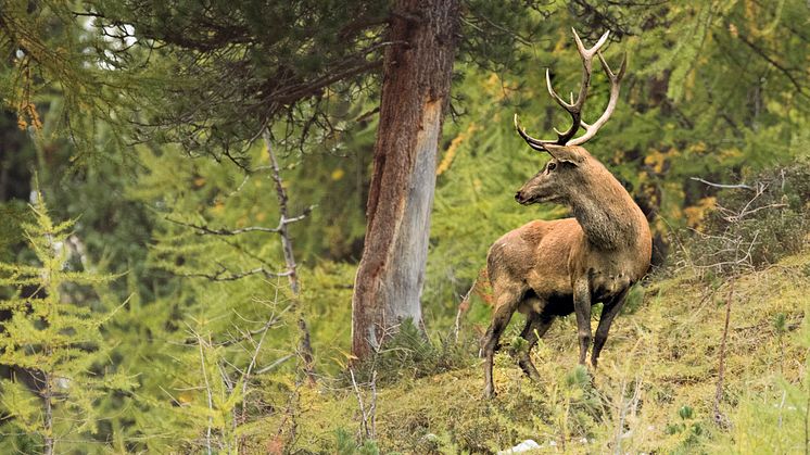 Hirsch(c)SchweizTourismus_HansLozza