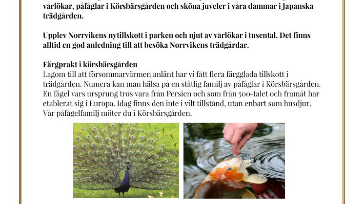 Norrvikens trädgårdar i försommarskrud- en park med tusentals utslagna vårlökar, påfåglar i Körsbärsgården och sköna juveler i våra dammar i Japanska trädgården.