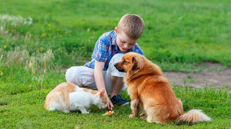 Pets are often viewed as an integral member of the family, despite a risk of allergies from pet dander. (Photo: iStock, Copyright IG_Royal)