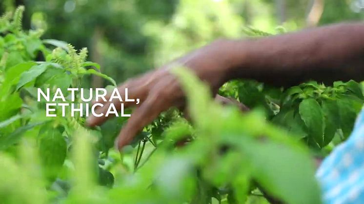 Dilmah Infusion Tulsi Ingefära Citrongräs