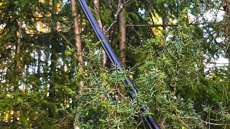 Nedblåsta träd över telefonkabel