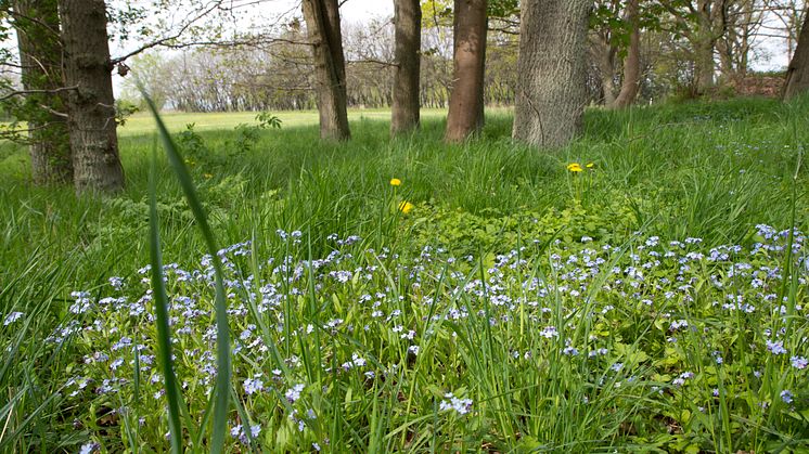 Naturen kan kapa vårdköer