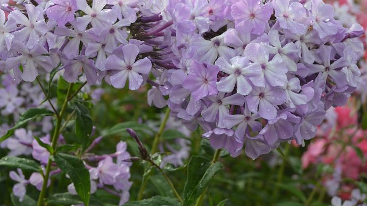 Höstflox, Phlox paniculata ’Alma Jansson’ Svenskt kulturarv