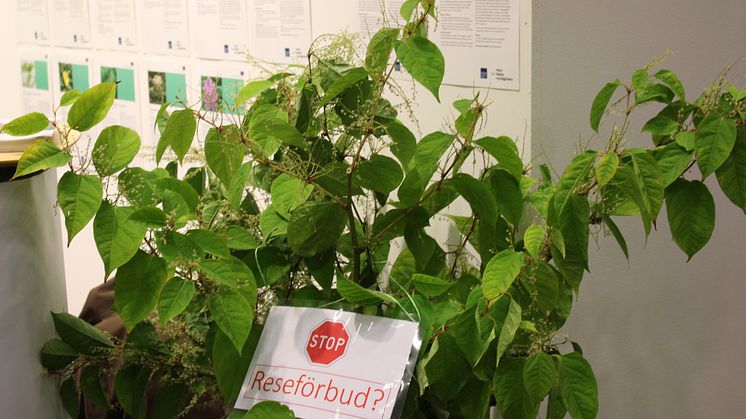 Estate agents in the UK do not want to sell houses with Japanese knotweed on the property. This invasive plant is extremely difficult to eradicate and often causes damage to buildings.