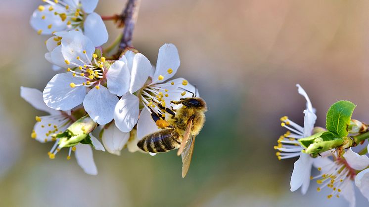 bee-4092987_1920