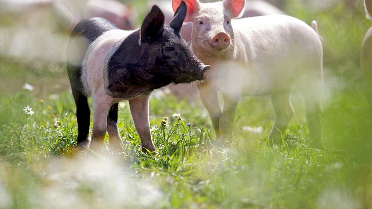 Säkrare tillgång på svenskt KRAV-kött hos Martin & Servera