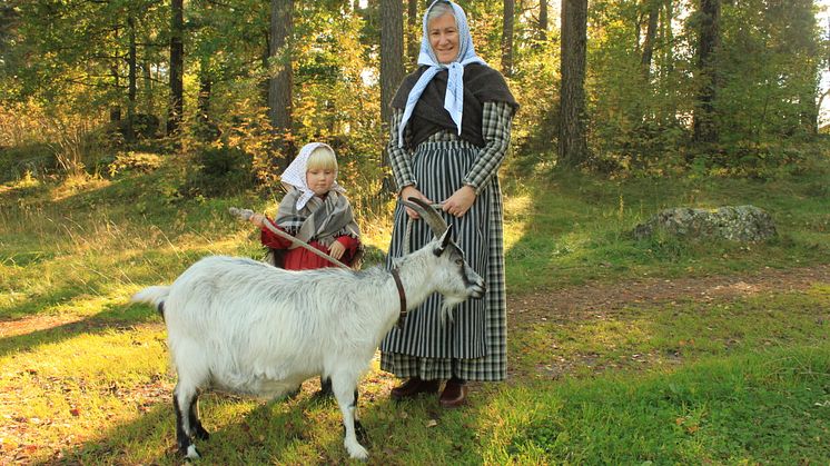 Höstfest 2 Vallby friluftsmuseum