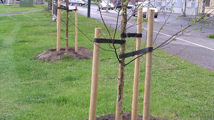 Hämta gratis björkplantor
