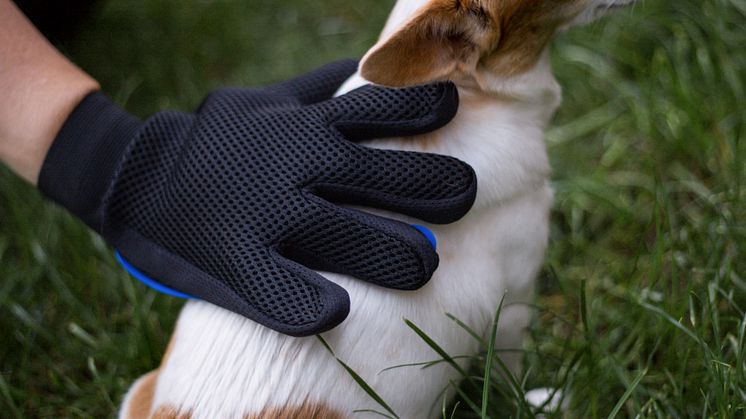 Borsthandske till hund & katt