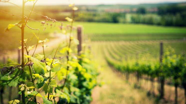 Årgång 2020 från Domaine Sylvain Cathiard et Fils släpps på Systembolaget