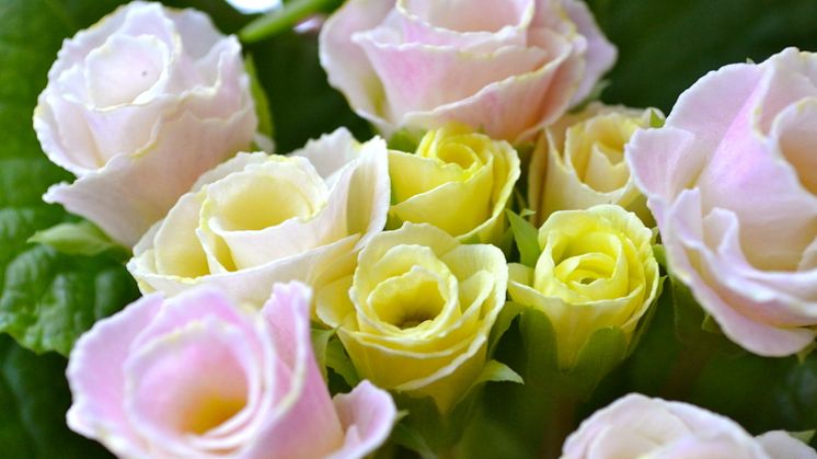 Primula-sorter för alla smaker och stilar