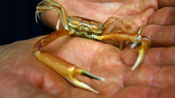 Sällsynt krabba i svenska vatten finns nu att beskåda på Havets Hus i Lysekil