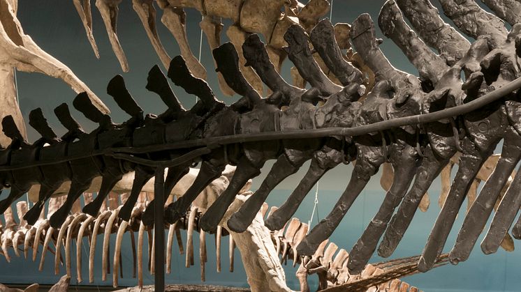 Fossil och evolution - blandade skelett