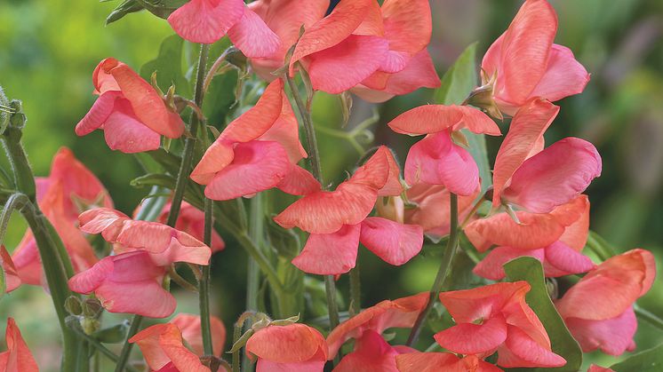 12. 'Miss Willmott' Blomsterlandet