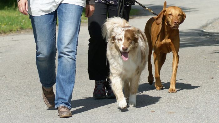 Ta ansvar för din hund!