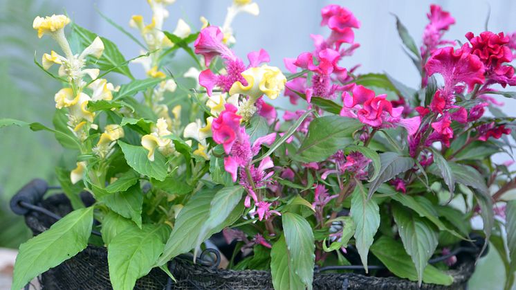 Celosia Hot Topic