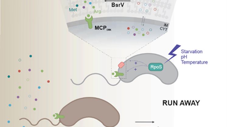 Vibrio cholerae strategy
