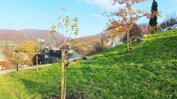 Goetheanum-Gartenpark: Neupflanzung im Norden mit Obstbäumen und stehengebliebener Eichenbaum (Foto: Sebastian Jüngel)