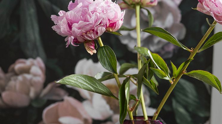 BT_inBloom_7234_NewDownRose_detalj_3_LR