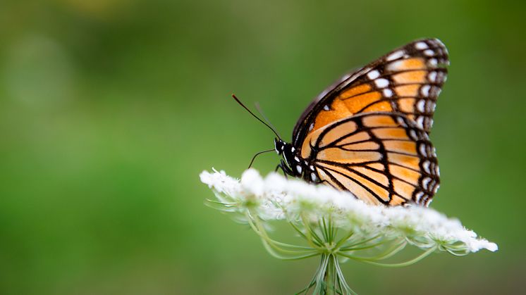 Monarch Butterfly on a White Queen Anne