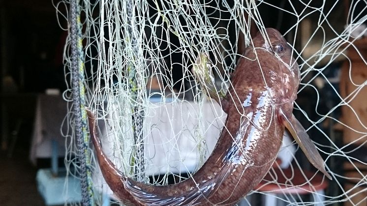 Svartmunnad smörbult ökar kraftigt i Östersjön och Stockholms skärgård
