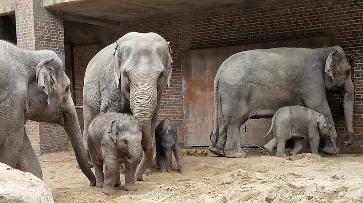 Zoo Leipzig - Zuwachs im Elefantentempel