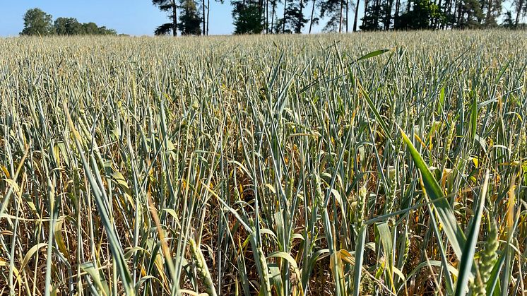 Regnet som föll gör inte att faran för fortsatt torka är över - torsdagen den 22 juni samlas lantbrukare i Kil för att prata om det aktuella läget 