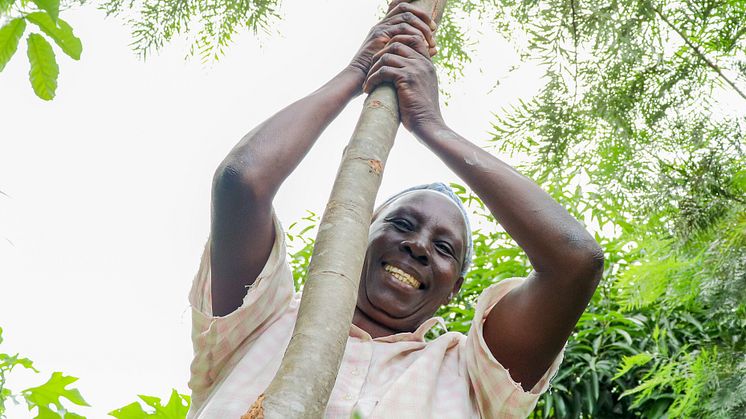Salome Oside bor i Kajagongo, Kenya. Tidigare gick familjens mark inte att odla på. Lösningen blev agroforestry – att plantera träd och grödor ihop. Nu finns pengar till skolavgifter och mat på bordet. Foto: Elin Larsson