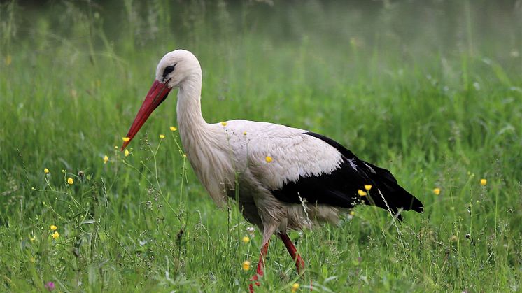 Weißstorch_300dpi_cmyk_copyright Josef Kleinhappel.jpg