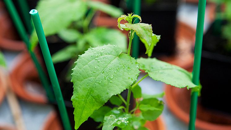 35 million SEK for interdisciplinary research on plant stress responses  