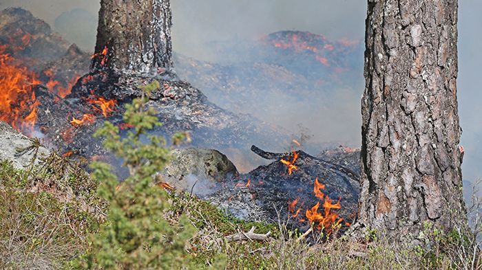 Foto: Ulrika Mogren