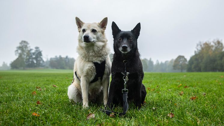 Posten gir ut fire frimerker med hunder som motiv, og inviterer alle norske hundeeiere til å foreslå sin hund. Buhundene Nuka og Oda gleder seg allerede til å se frimerkene. Foto: Håvard Jørstad