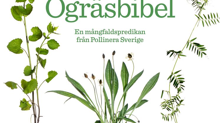 PR-bild Ogräsbibel kvadrat