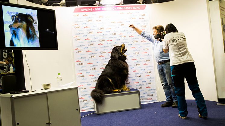 Tävlingen "Göteborgs Charmigaste Hund" på MyDOG 2014
