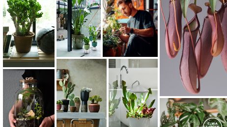 Elmia Garden Trends 2022 | Grönskande stad | Växter inne