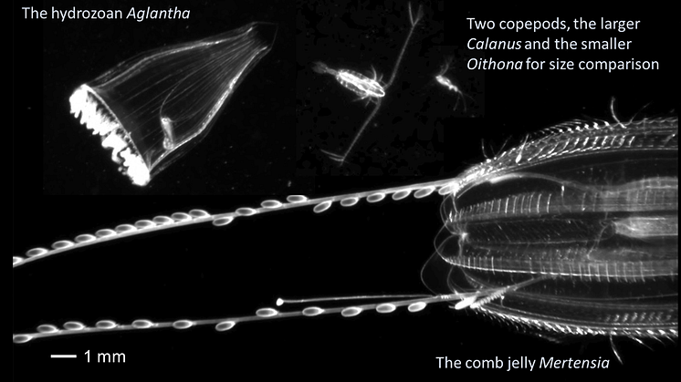 Gelatinous plankton, like the hydromedusa Aglantha and the comb jelly Mertensia are voracious predators on smaller zooplankton. They catch their prey using extendible tentacles with special stinging or sticky cells and haul in the catch. 