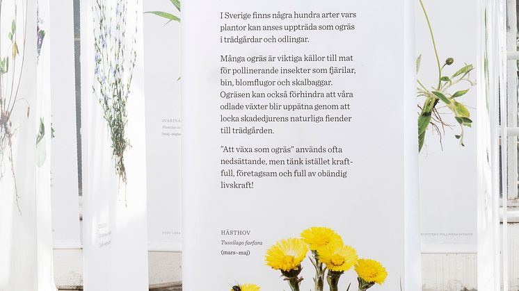 Älska ogräs_1_fotograf Lena Granefelt.jpg