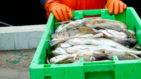 EU-möte om fiskekvoter för Västerhavet