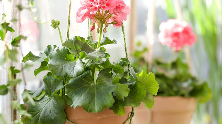 Pelargoner - så här gör du