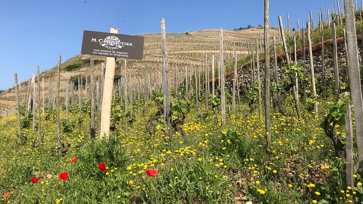 ​M.Chapoutier Sélection Parcellaires 2015