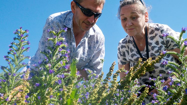 Humleexpert Dave Goulson letar pollinatörer med biodlaren Anita Thomsson. Foto: Anna Lind Lewin.