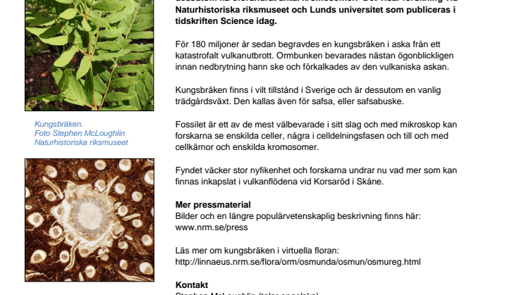 Kungsbräken är ett levande fossil
