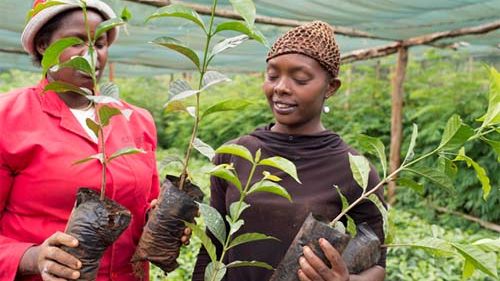 Zoégas utbildar ytterligare 42 000 kaffebönder i Kenya