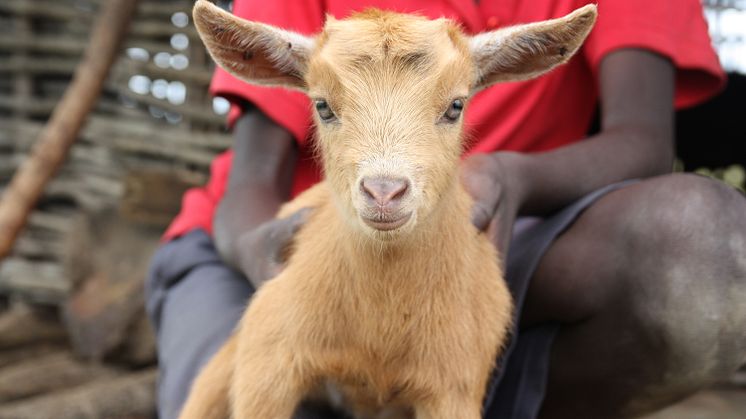 En get till en familj i Zambia - 350 kr